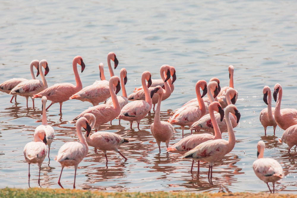 Lake Nakuru flamingo safari