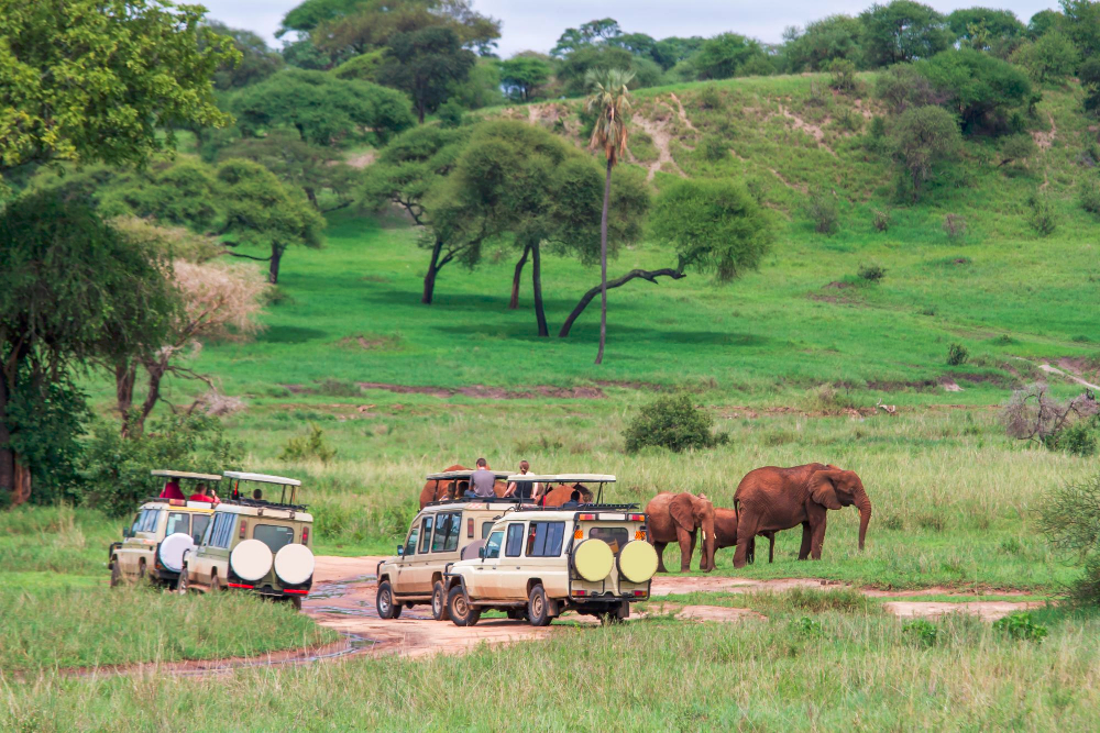 Murchison Falls game drive