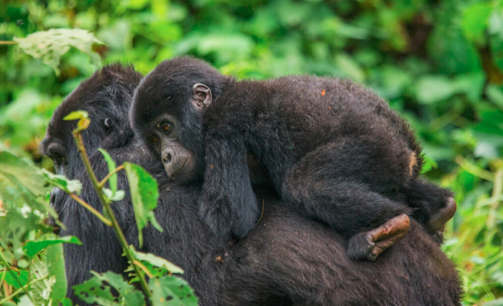 gorilla habituation experience safari
