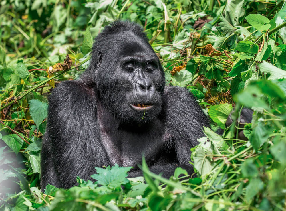 Bwindi Primate Safaris