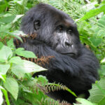 Group Joining Bwindi Gorilla Safari