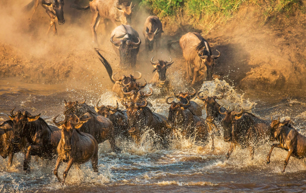 Serengeti migration safari