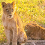 8-Day Bwindi, Kibale & Murchison Falls