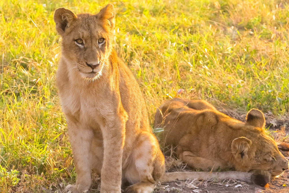 Queen Elizabeth National Park