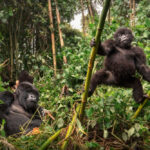 Private Bwindi Gorilla Trekking Honeymoon
