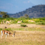 Akagera National Park