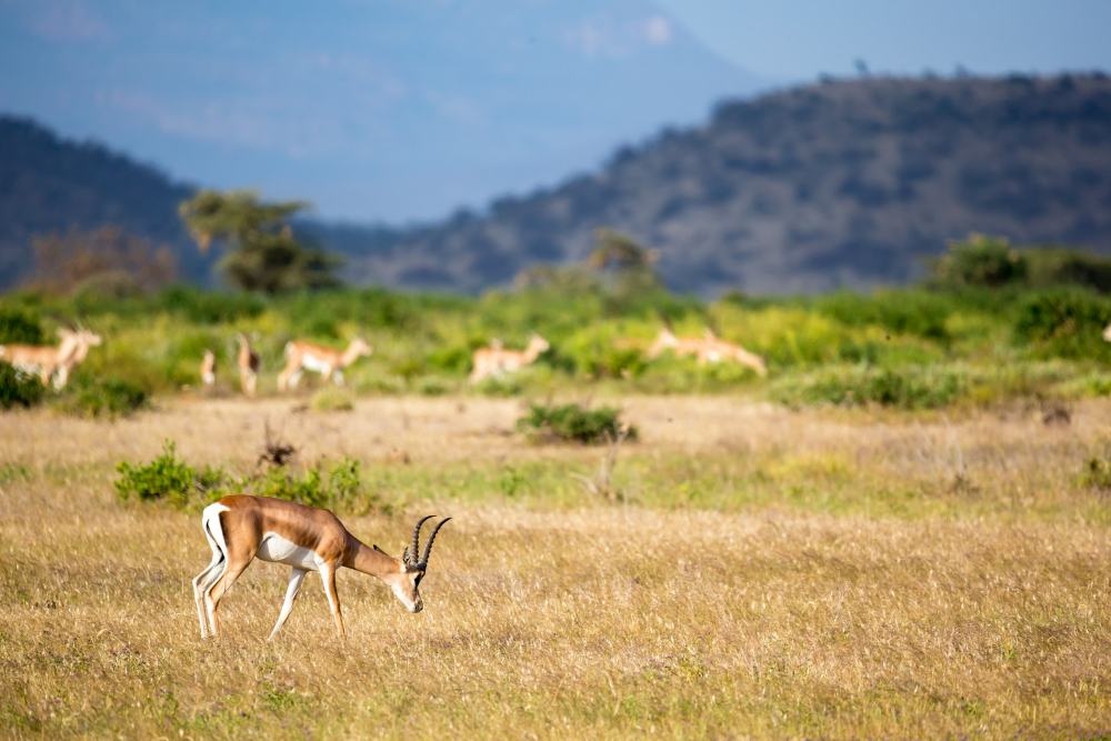 Akagera National Park