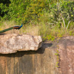 Bird Watching in Bwindi