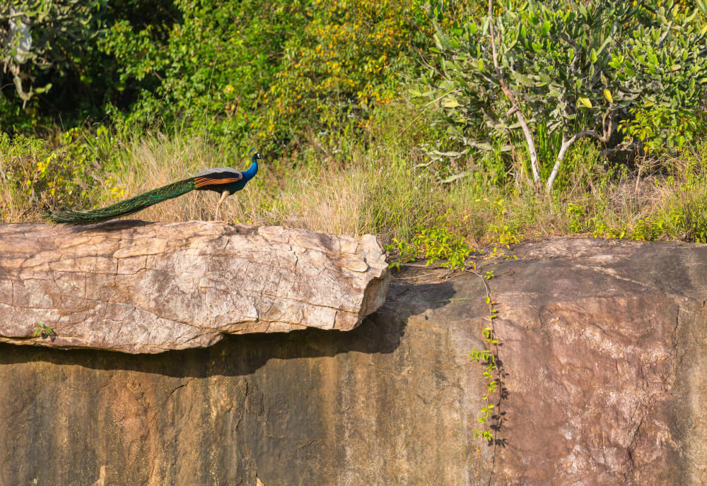 Shoebill Stork Tracking