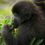 Gorilla Habituation Experience