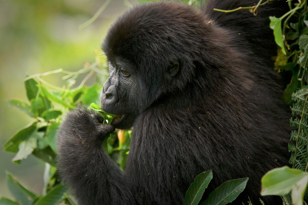 Double gorilla trekking safari