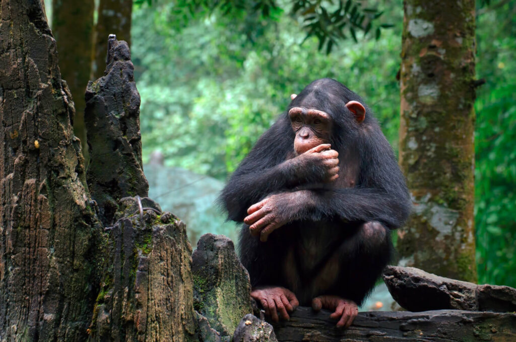 chimpanzee and gorilla safari