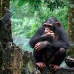 7-Day Rwanda & Uganda Gorilla Double Trek