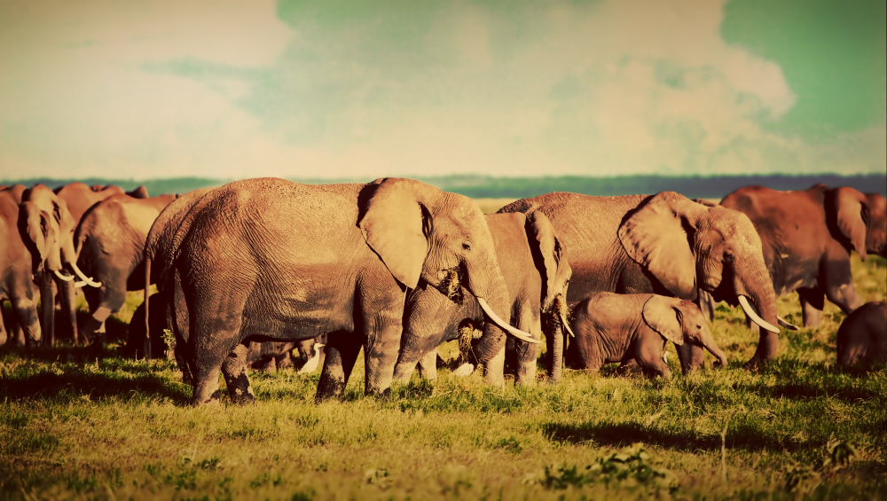 Amboseli elephant viewing safari