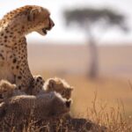6 Days Maasai Mara, Lake Nakuru and Lake Naivasha