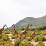 3 days 2 Nights Samburu National Reserve Private Safari