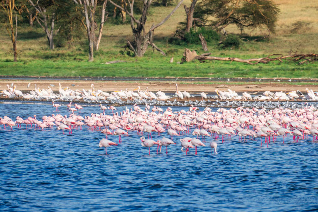 Lake Nakuru National Park safari
