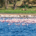 Lake Nakuru