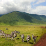 7-Day Northern Tanzania
