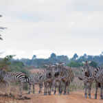 10-Day Comprehensive Kenya Safari