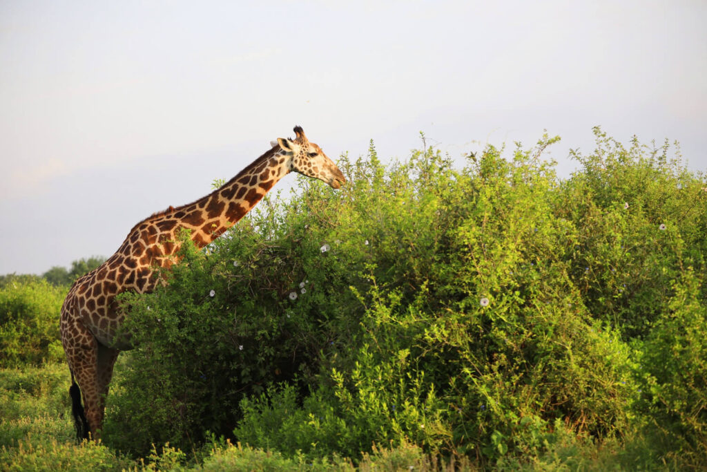 Samburu National Reserve safari adventure