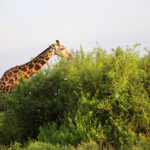 Samburu