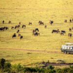 4-Day Mara + Nakuru + Naivasha