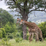Northern Kenya – 7 Days