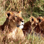Tsavo National Park