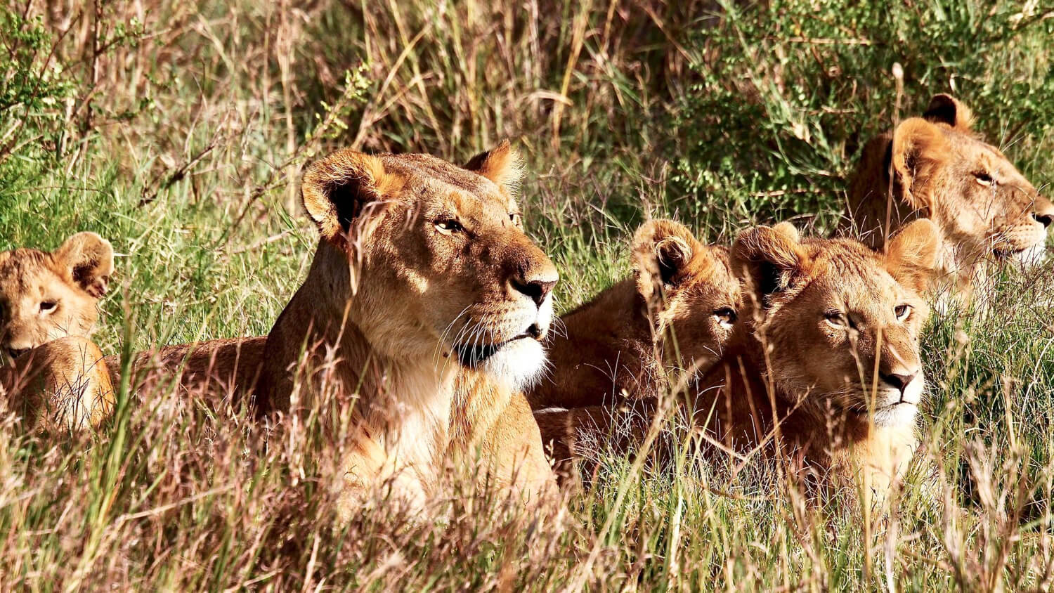 Tsavo National Park safari landscape in Kenya