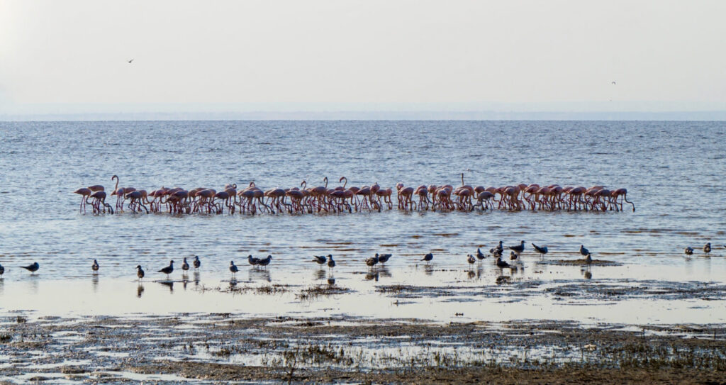Lake Manyara National Park