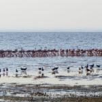 Lake Manyara