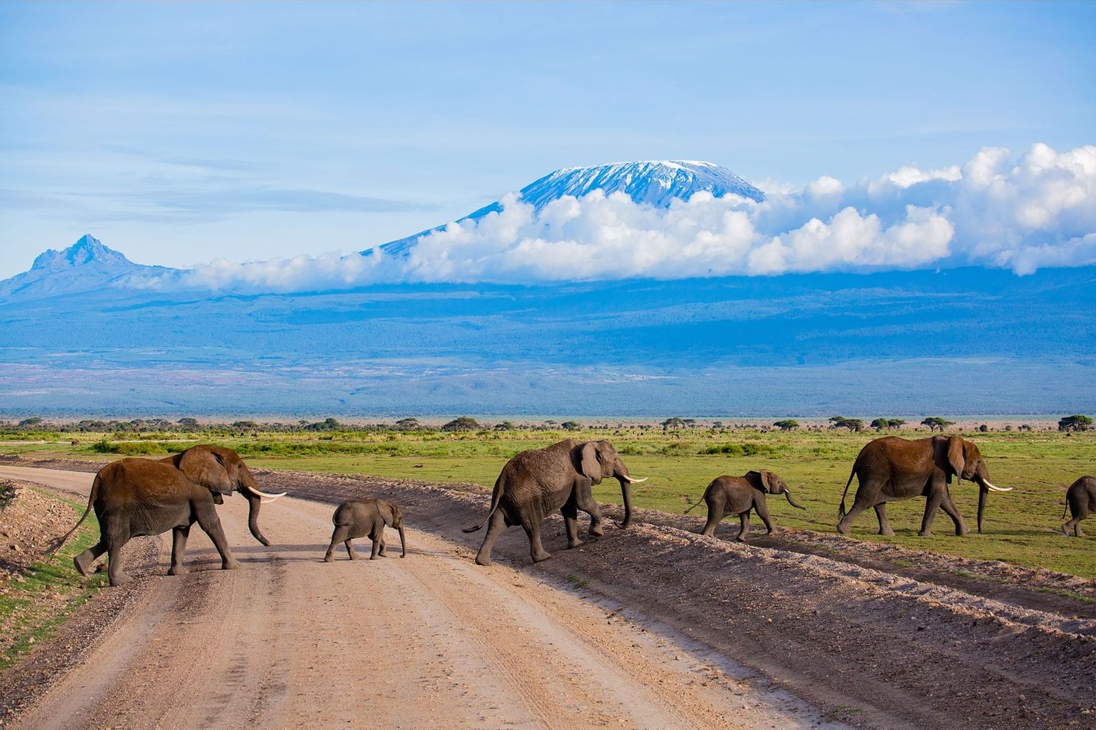 Maasai Mara safari elephants in Kenya