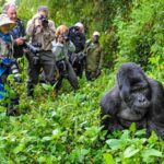 7-Day Murchison Falls, Chimps and Gorilla Trekking