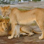 3 days 2 nights Lake Nakuru National Park