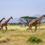 Samburu + Maasai Mara – 7 Days