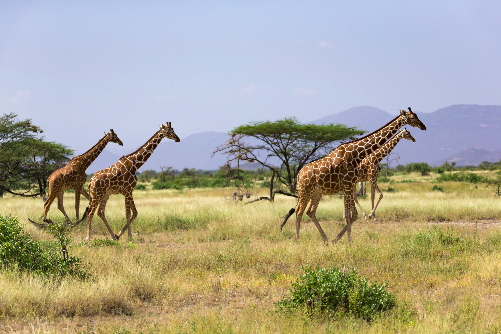 Samburu Maasai Mara safari